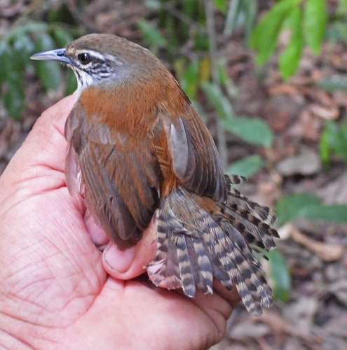 Moustached Wren (Pheugopedius genibarbis), photo 6