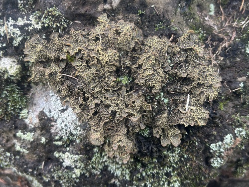 Lobaria, 2026-01-15