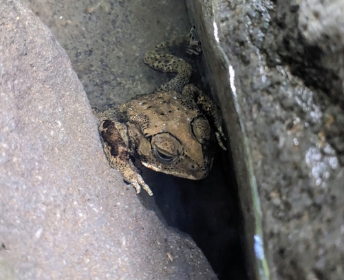 Duttaphrynus melanostictus