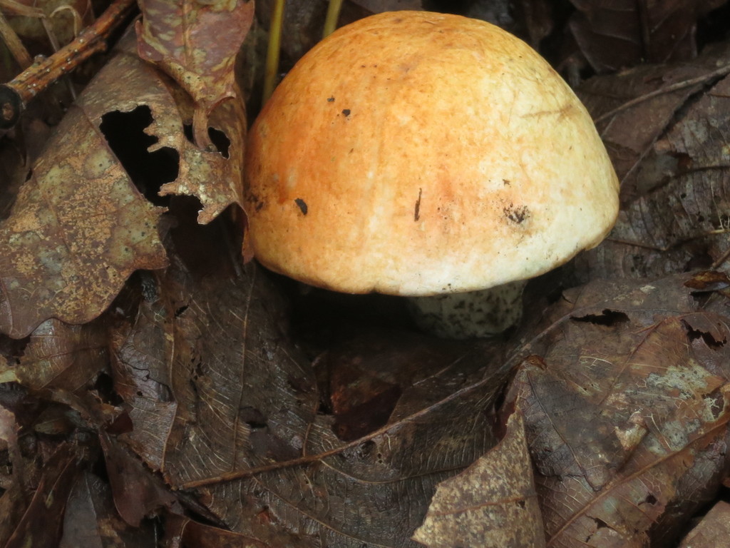 Leccinum versipelle · August 2019 · photo: © repta (iNaturalist, cc-by)