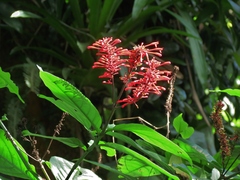 Odontonema