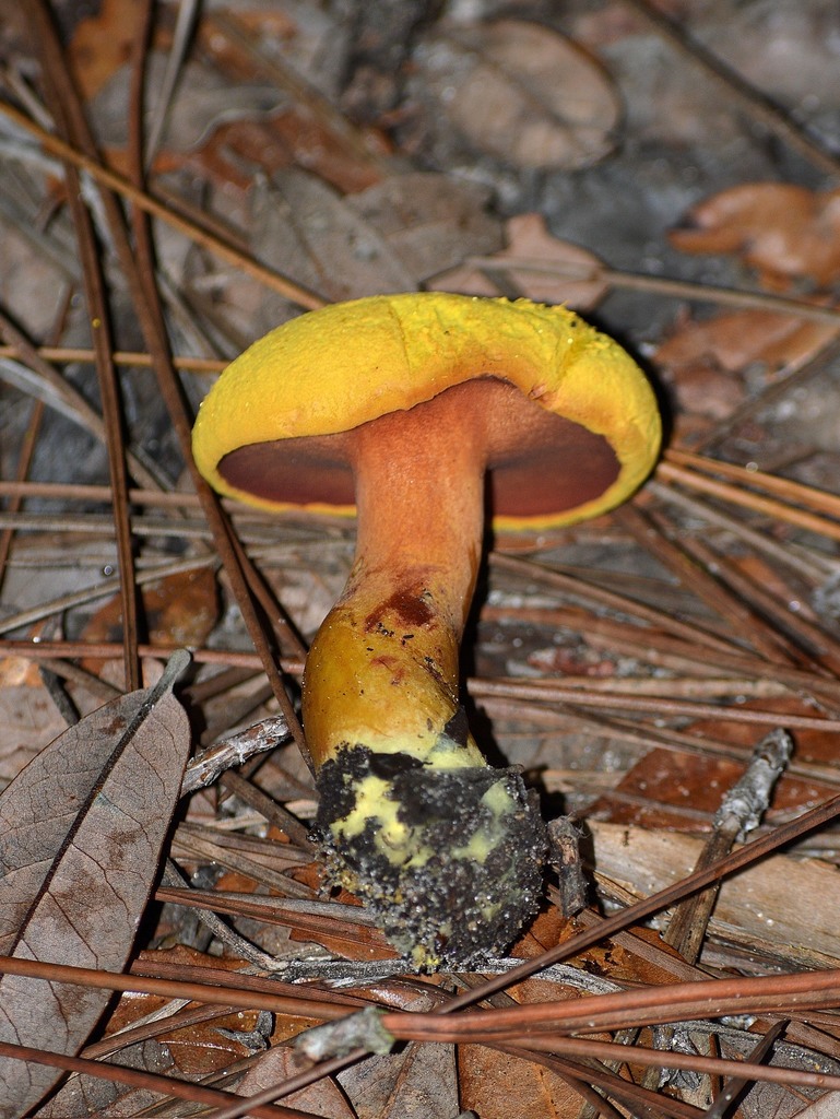 Buchwaldoboletus Hemichrysus Evans Mycology Guide Inaturalist