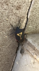 Halyomorpha scutellata