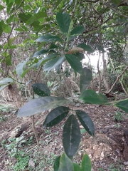 Turpinia ternata