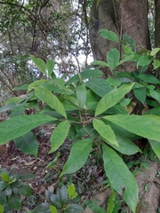 Turpinia ternata