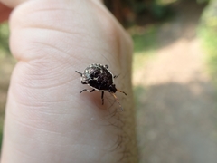 Cermatulus nasalis nasalis