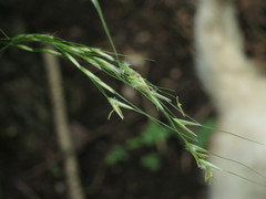 Achnatherum pekinense