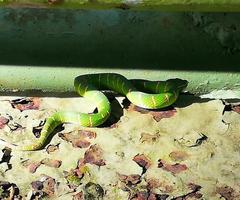 Tropidolaemus subannulatus