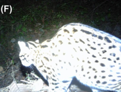 Prionailurus bengalensis