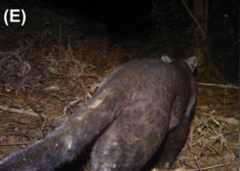 Panthera pardus delacouri