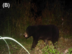 Helarctos malayanus malayanus