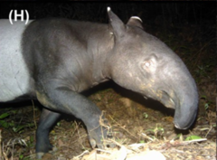 Tapirus indicus