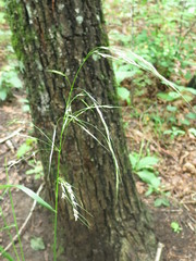 Achnatherum pekinense