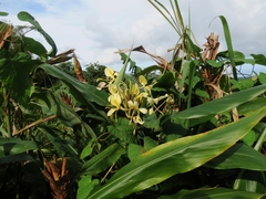 Hedychium