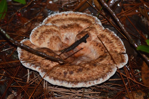 White Chicken Mushroom