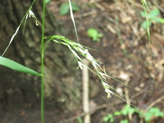 Achnatherum pekinense