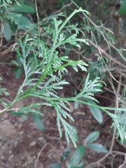 Calocedrus formosana