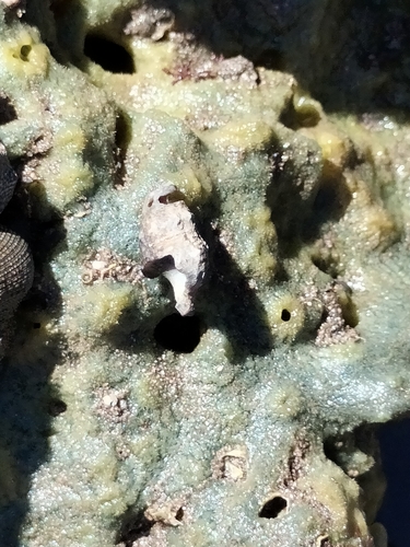 Suberites aurantiacus observed 2026-01-15