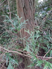 Calocedrus formosana