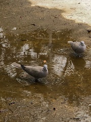 Streptopelia decaocto