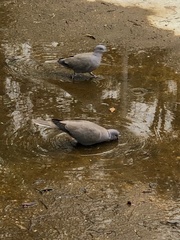 Streptopelia decaocto