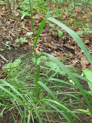 Achnatherum pekinense