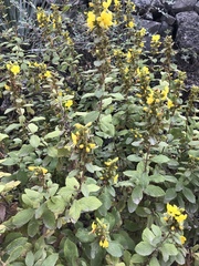 Hemichaena coulteri