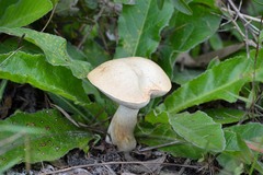 Tylopilus rhoadsiae