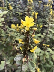Hemichaena coulteri