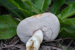 Tylopilus rhoadsiae