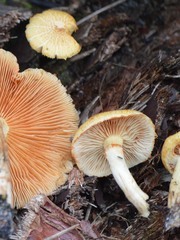 Gymnopilus palmicola
