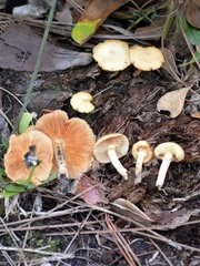 Gymnopilus palmicola
