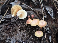 Gymnopilus palmicola