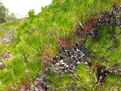 Melaleuca granitica