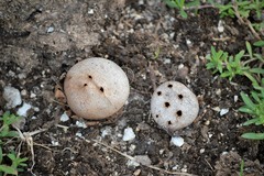 Myriostoma coliforme