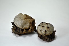 Myriostoma coliforme