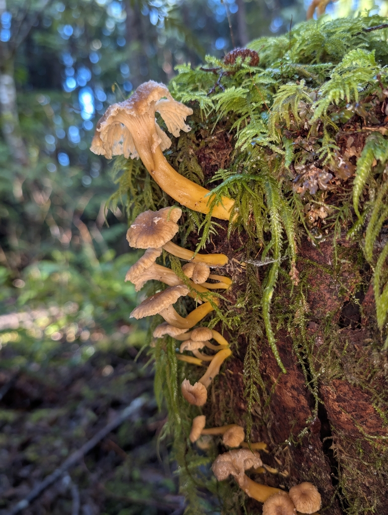 Craterellus tubaeformis · January 2026 · photo: © moemeikle (iNaturalist, cc-by)