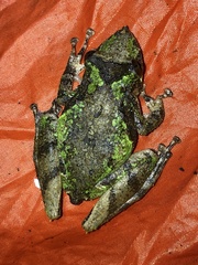 Scinax garbei