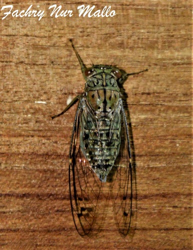 Dilobopyga hayashii
