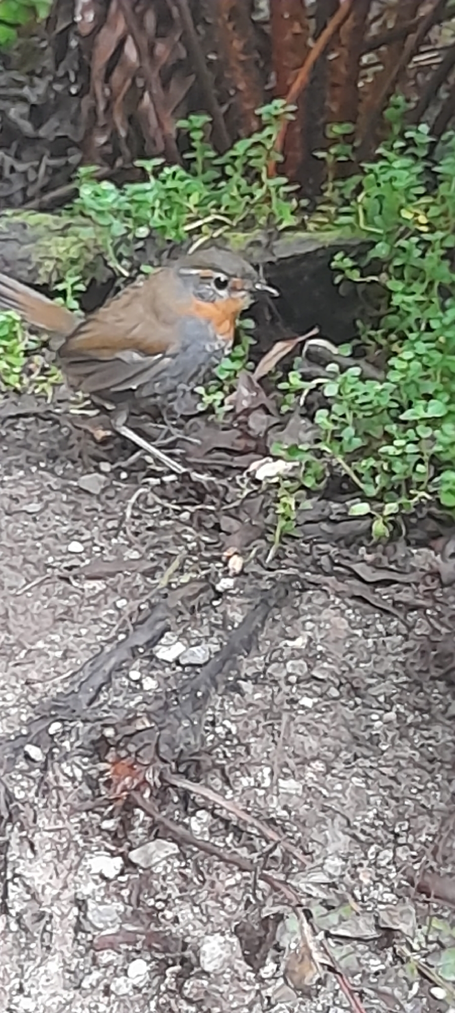 Chucao Tapaculo (Scelorchilus rubecula), photo 1