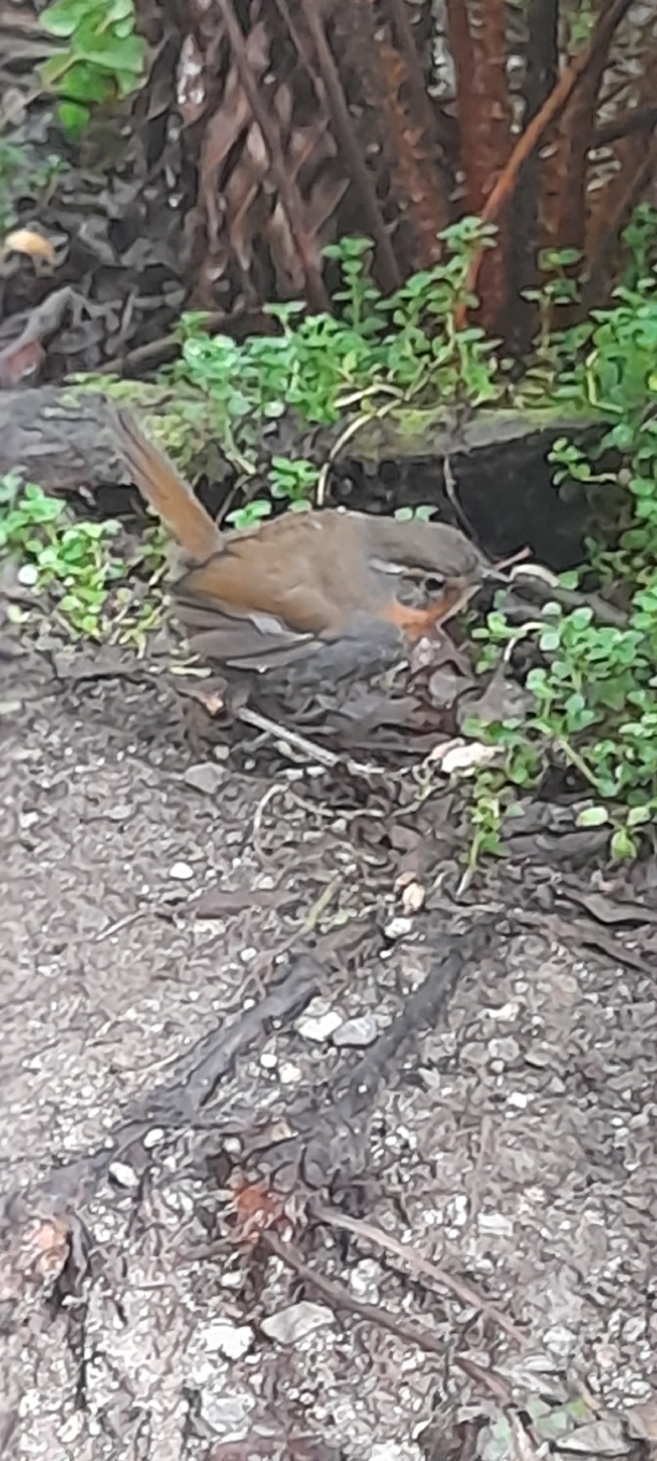 Chucao Tapaculo (Scelorchilus rubecula), photo 2