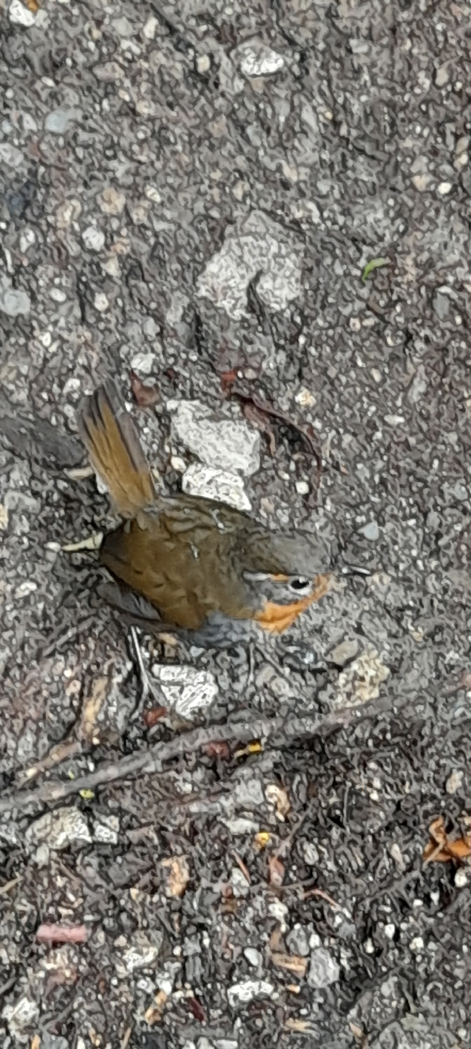 Chucao Tapaculo (Scelorchilus rubecula), photo 3