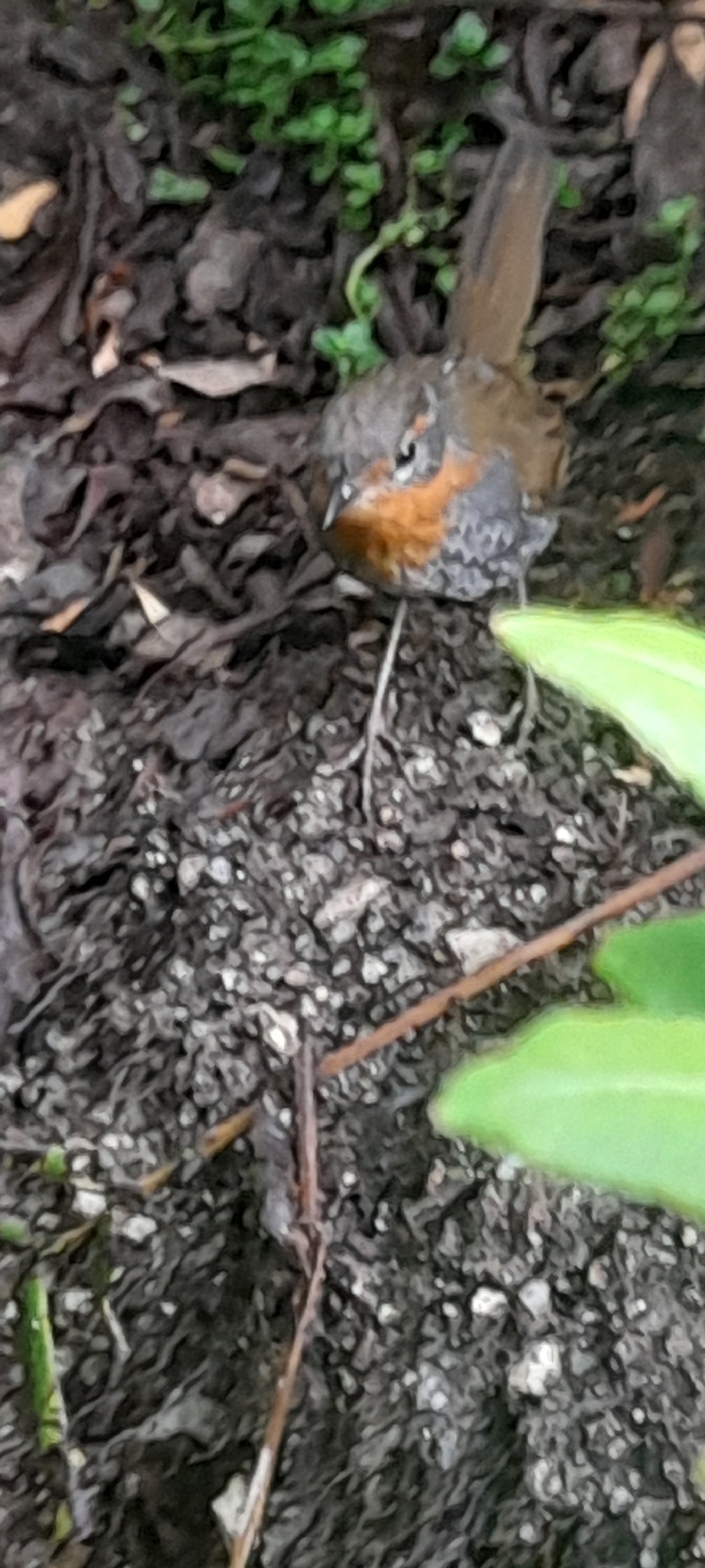Chucao Tapaculo (Scelorchilus rubecula), photo 4
