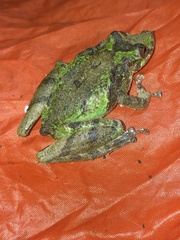 Scinax garbei