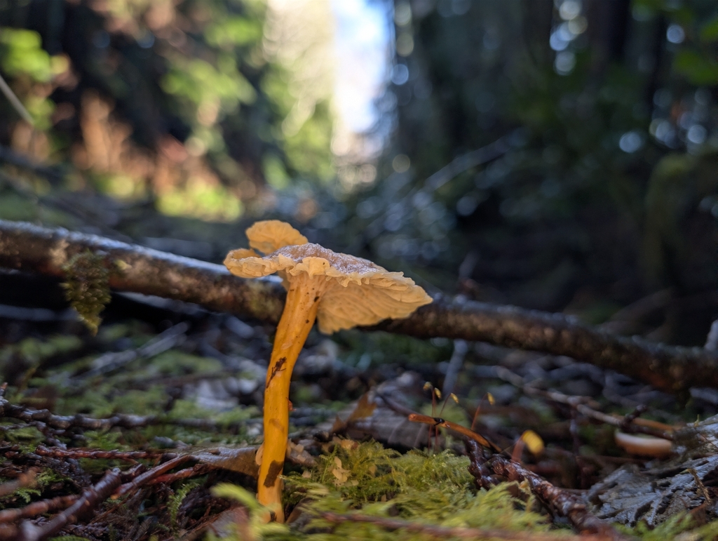 Craterellus tubaeformis · January 2026 · photo: © moemeikle (iNaturalist, cc-by)