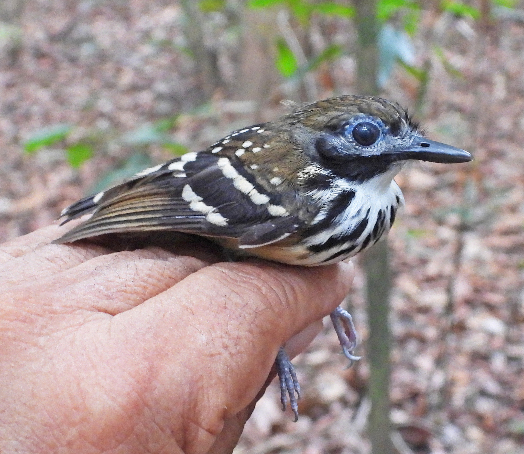 Dot-backed Antbird (Hylophylax punctulatus), photo 7