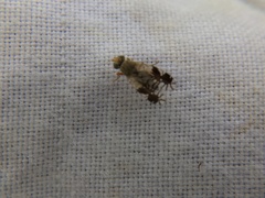 Tephritis neesii