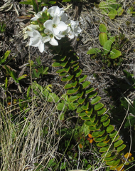 Veronica macrantha brachyphylla