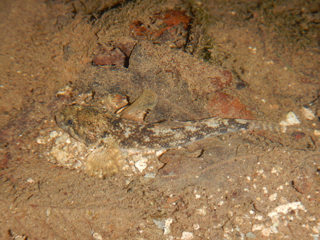 Arno goby (Padogobius nigricans) — Gobiidae