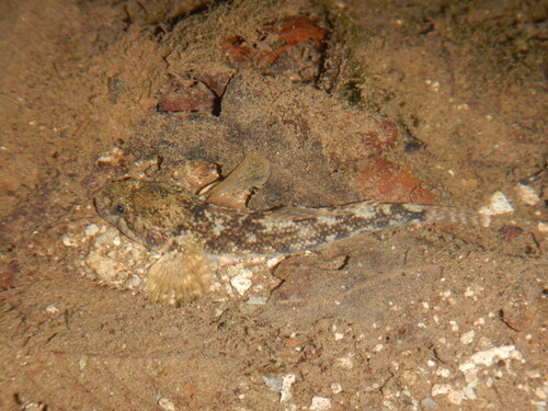Arno goby (Padogobius nigricans) — Gobiidae